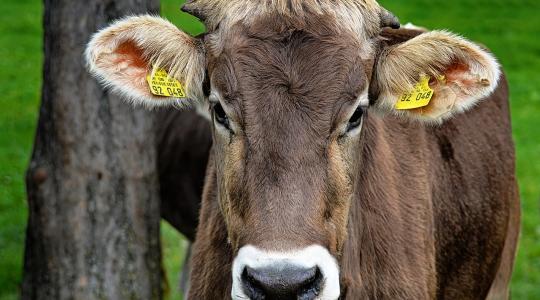 Járjunk a tehenek kedvében: automata vakarógépeket a tehenészetekbe!