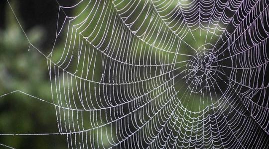 A pókok és a darazsak mérge a növényvédelemben is hasznosítható