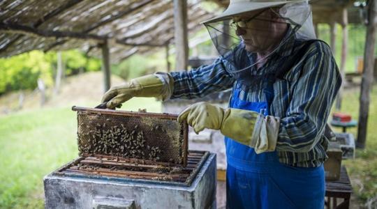 Szennyezést találtak a méhek kezelésére szolgáló készítményben
