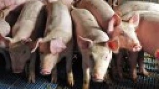 Hasznos információk a rettegett afrikai sertéspestisről