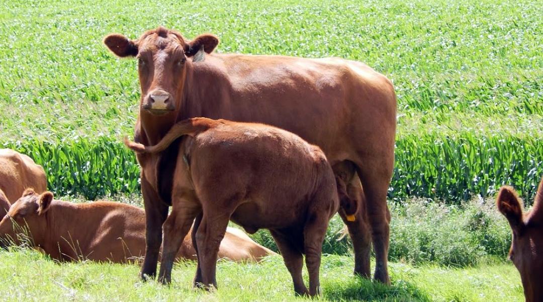 Sok tehenet vágnak le a takarmányhiány miatt Európában