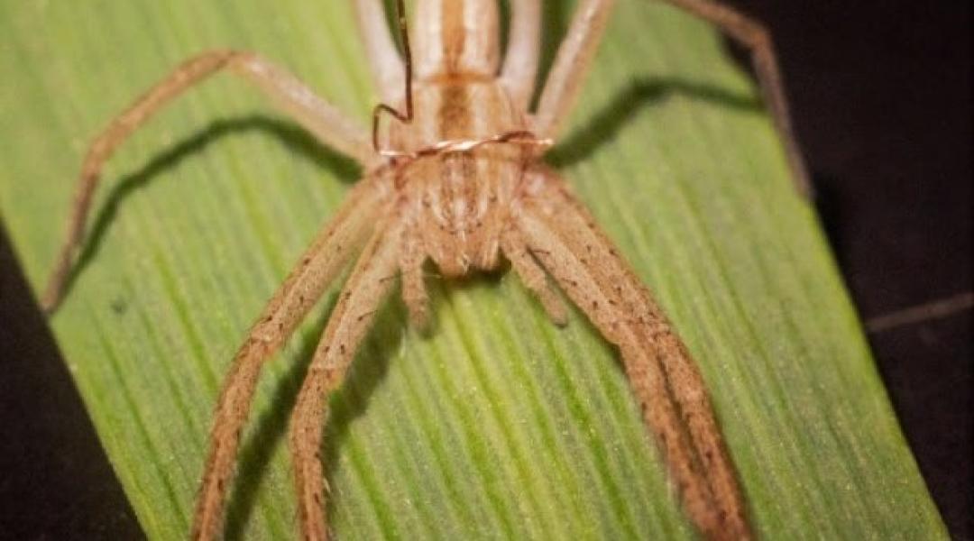 Fékezhetik-e pókok egy búzabetegség terjedését?