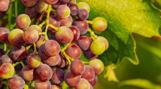Magyarország ellenzi, hogy gyengébb minőségű szőlőfajtákból is lehessen bort készíteni 
