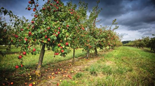 Ezek a javaslatok oldhatják meg az almatermelők problémáit?