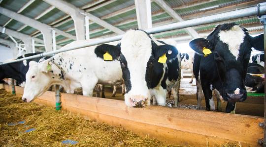 Németországban több tejtermelő vállalkozást összeomlás fenyeget