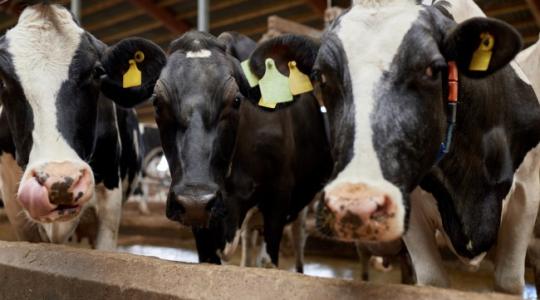 Tejelő szarvasmarháknak fejleszt takarmányt a Hód-Mezőgazda Zrt. és a Szegedi Tudományegyetem