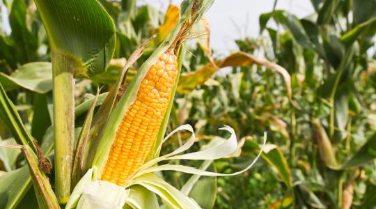 A kiváló kukoricatermés nyomában még a polgármesterhez is bementünk – VIDEÓ