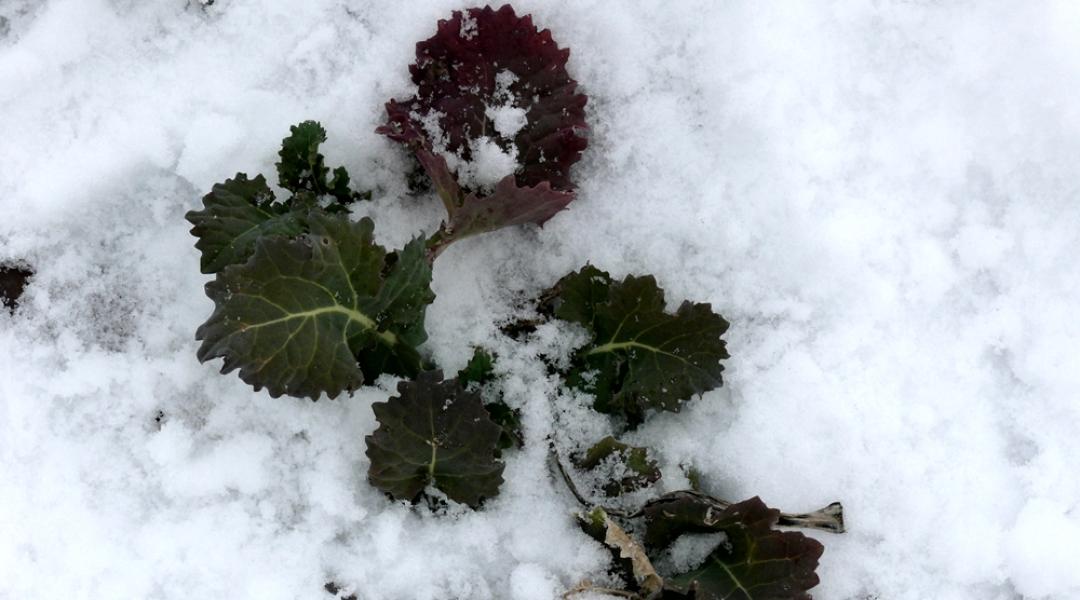 Hogyan telelnek növényeink? Állapotkép a tél utolsó harmadának kezdetén