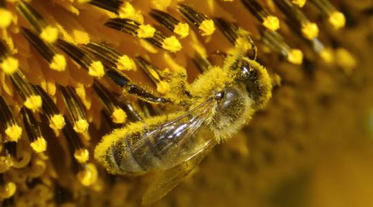 Így védekezzünk napraforgóban és repcében hatékonyan és a méheket is védve