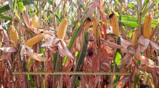 Így mérsékelhetik a kukoricatermelők az időjárás okozta károkat