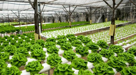 190 ezer fej salátát termel meg hetente hidroponiában egy holland cég