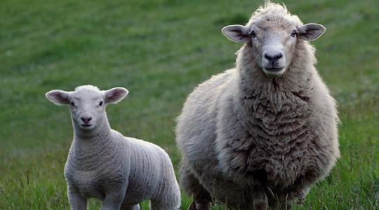 Így lehet gazdaságos a bárányhizlalás
