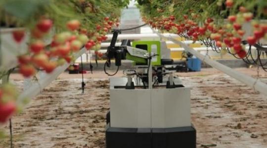 Földieper-betakarító robot, amely még a termék jobb minőségét is garantálja
