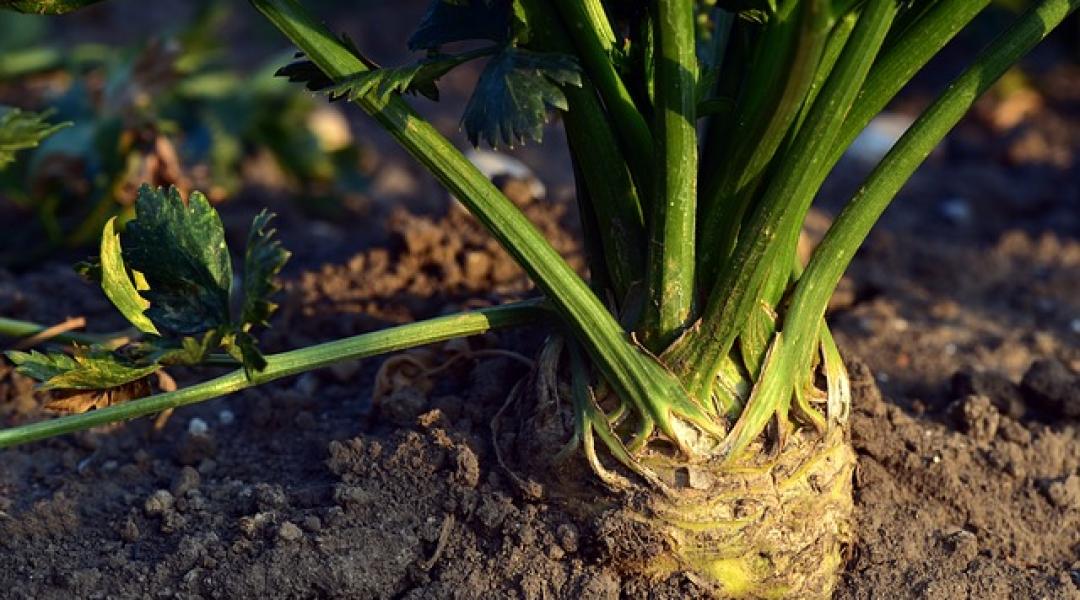 Zöldségtermesztőknek a tavaszi indítótrágyázásról