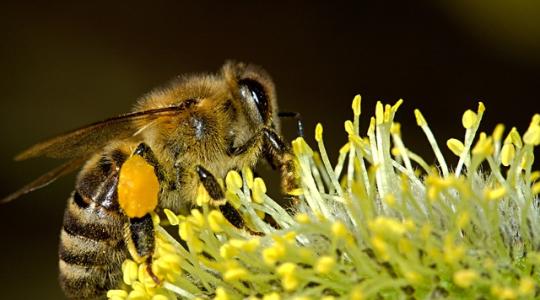 Itt a tavasz, kell-e félnünk a méhpusztulástól?