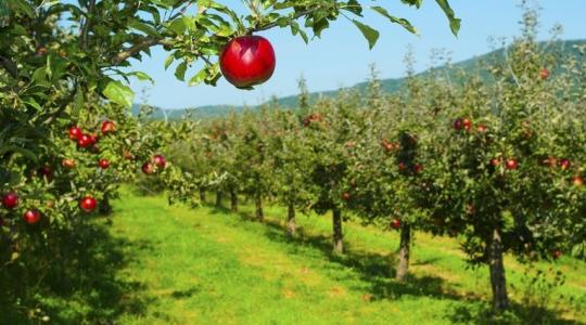 Gyümölcseink védelme – Fogyatkozó hatóanyagok vs. jövőbeni lehetőségek