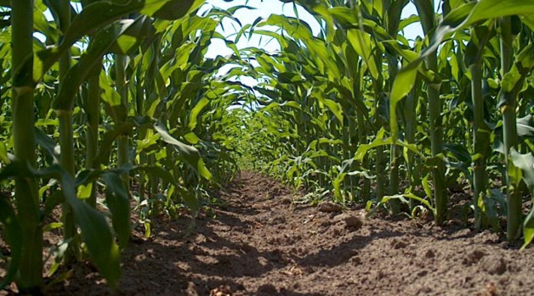 Milyen gyomszabályozási stratégiát kövessünk kukoricában?