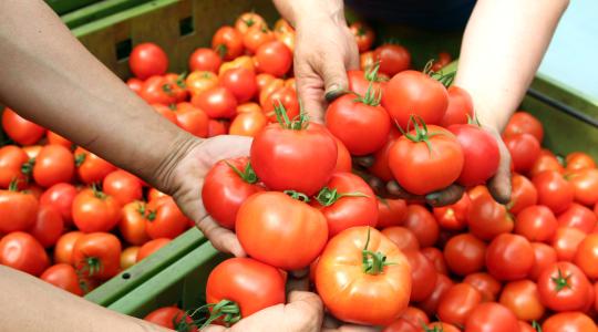 Hatalmas zöldség- és gyümölcsfeldolgozó beruházás jön létre Hegyeshalomnál