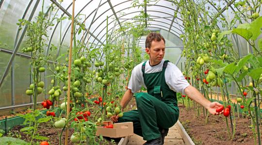 Az üvegházi zöldségtermesztés egyre népszerűbb és egyre eredményesebb