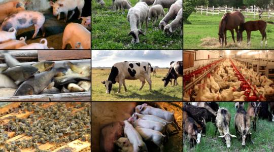 Visszatekintés 2016 – Az állattenyésztési ágazatok legfontosabb eseményei képekben