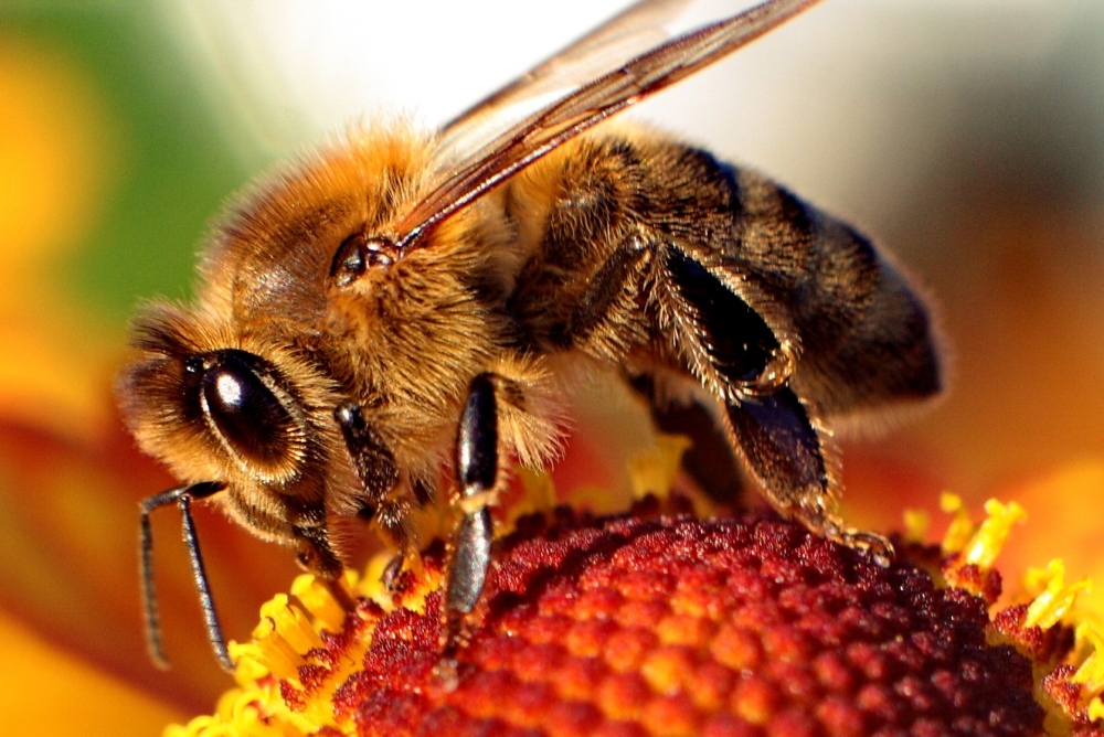 méhészet
