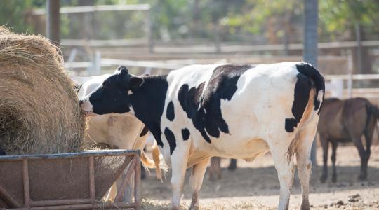 46 százalékkal emelkedtek a globális tejtermékárak 2016 második félévében