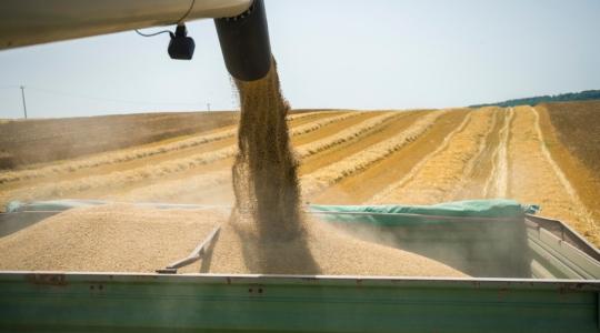 Nagyon bizonytalan idén a gabonatermesztés jövedelmezősége
