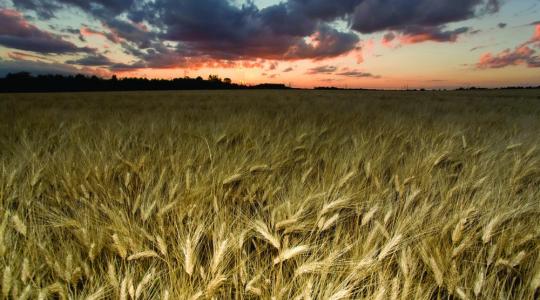 Hogyan kezeljük a bizonytalanságot a gabonaiparban?
