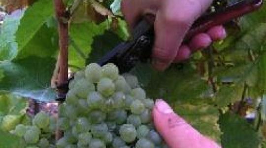 A szüret és a szőlő feldolgozása