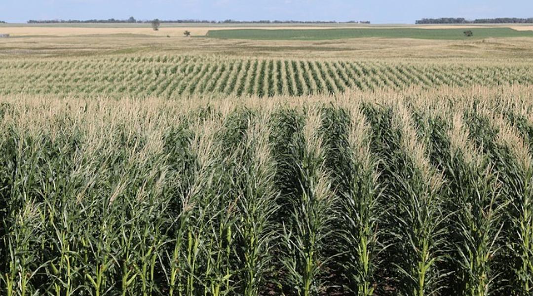 Az olcsó ukrán kukorica elárasztja a piacot