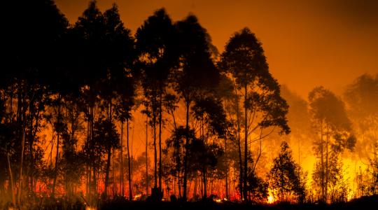 Mégsem lesz EU-Mercosur egyezség az erdőirtás miatt?