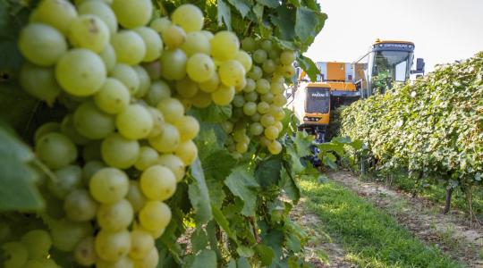 AM: A felvásárló borászatok tekintsenek partnerként a szőlőtermelőkre
