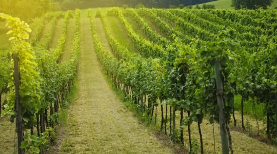 2,5 milliárd forintnyi segítséget kapnak a szőlőtermelők