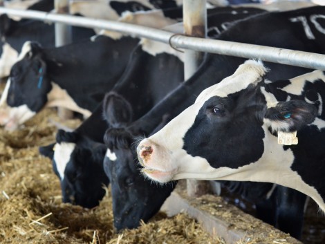 Nagy a baj: a tejtermelők már nem sokáig bírják a növekvő költségeket