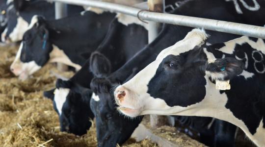 Nagy a baj: a tejtermelők már nem sokáig bírják a növekvő költségeket