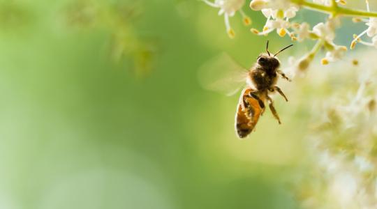 Lengyel kutatók szárított mézet hoztak létre