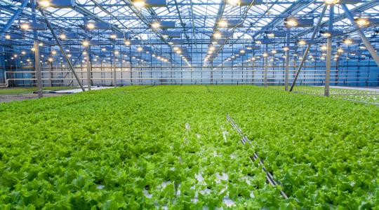 Problémák és megoldások az üvegházi termesztésben