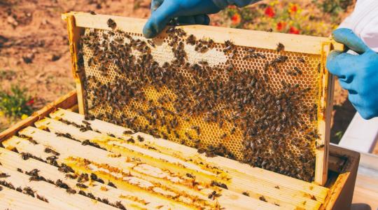 Újabb méhészeti támogatások kifizetése kezdődött meg!