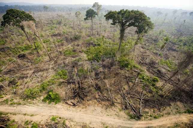 erdőirtás