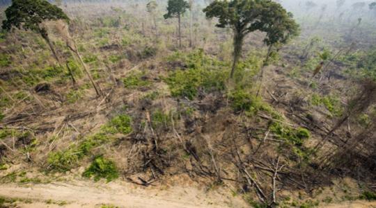 Bojkottot követelnek az EU tudósai a brazil őserdők kiirtása miatt