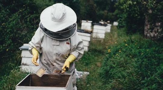 A világ első növényvédő szere, amit méhek segítettek létrehozni