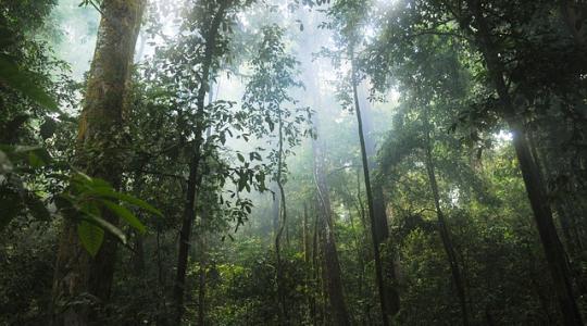 Magyarország is részt vesz az amazóniai őserdők védelmében