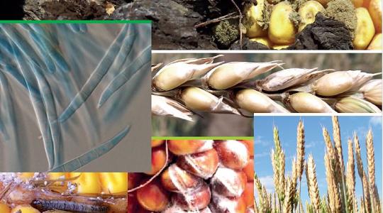 Toxintermelő gombák okozta növénybetegségek búzában és kukoricában