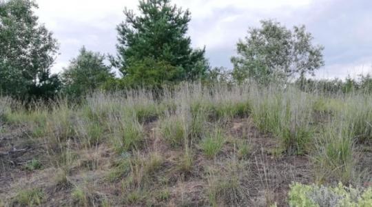 Homokterületek új pestise – egy eddig szinte ismeretlen inváziós fűfaj terjed Magyarországon