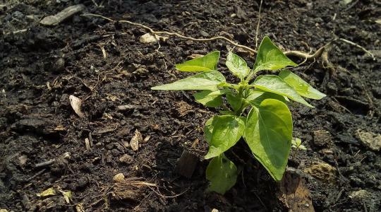 Az Agrárminisztérium támogatja az erdészeti facsemeték termelését