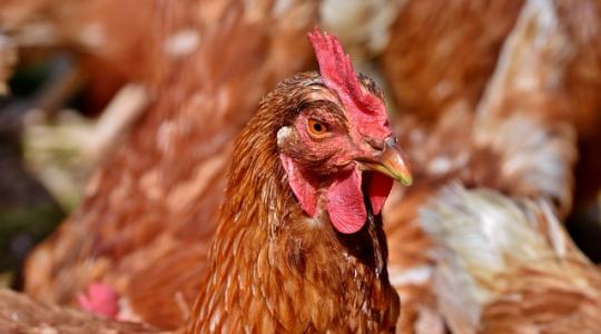 Módosult az állatjóléti rendelet – megemelt támogatási keretek tojótyúkok, tenyészbaromfik esetén