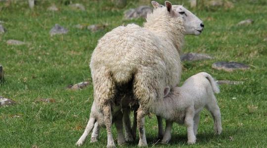 Miért fontos a bárányvitalitás?