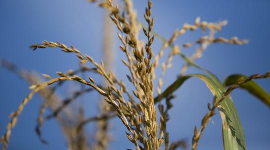 Próbáljon ki új, termésrekordokat sorra megdöntő kukoricahibrideket!