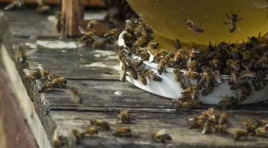 Együttműködéssel megelőzhető a méhpusztulás