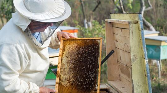 2020-tól 25 százalékkal több támogatást kapnak a méhészek